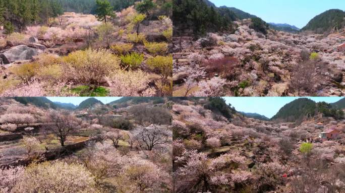 青岛北九水樱花航拍4K