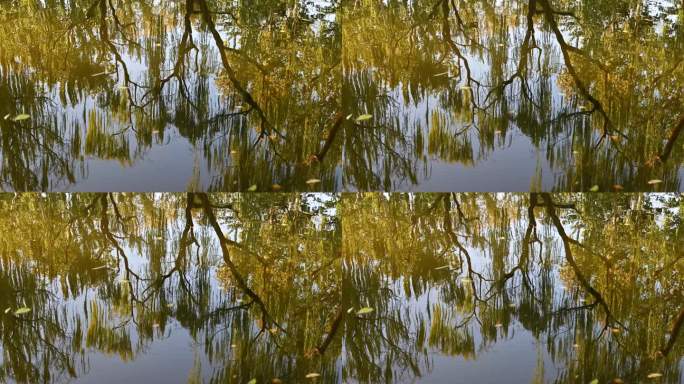 秋天阳光下水面大树黄叶倒影