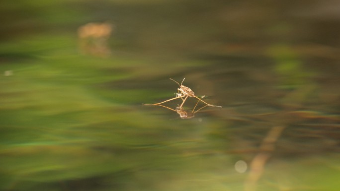 小溪池塘水面水黾昆虫水蜘蛛