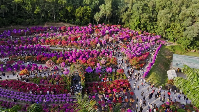 深圳莲花山花展