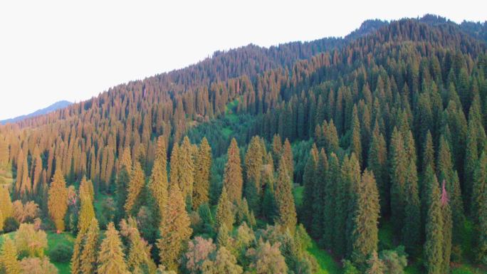 那拉提草原 盘龙古道 山谷 树林 新疆