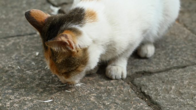 西园寺流浪猫吃东西升格