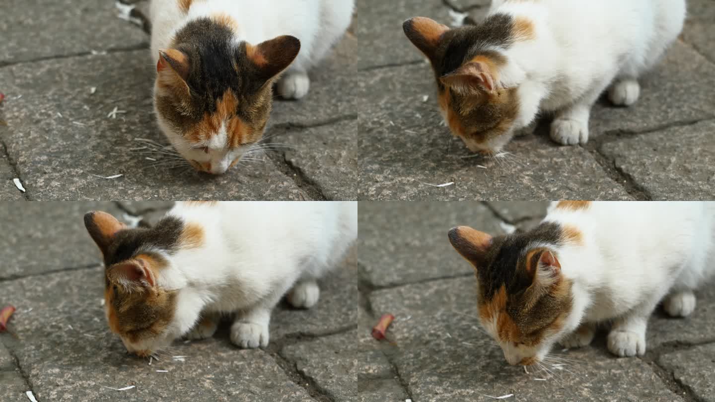 西园寺流浪猫吃东西升格