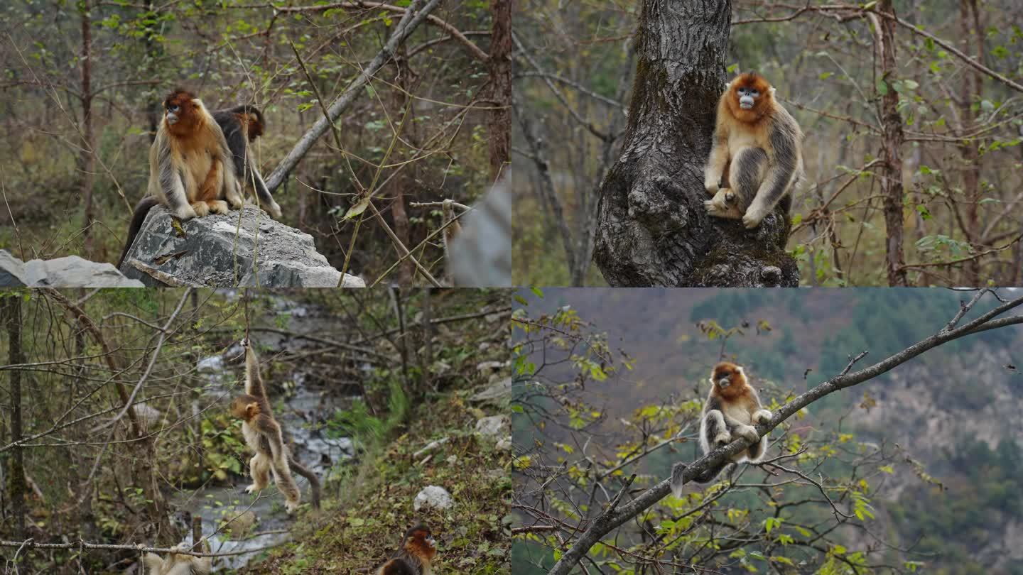 野生金丝猴 动物 川西 生态 猕猴 猴群