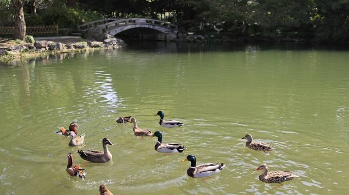 水池里嬉戏的野鸭和鸳鸯慢镜头