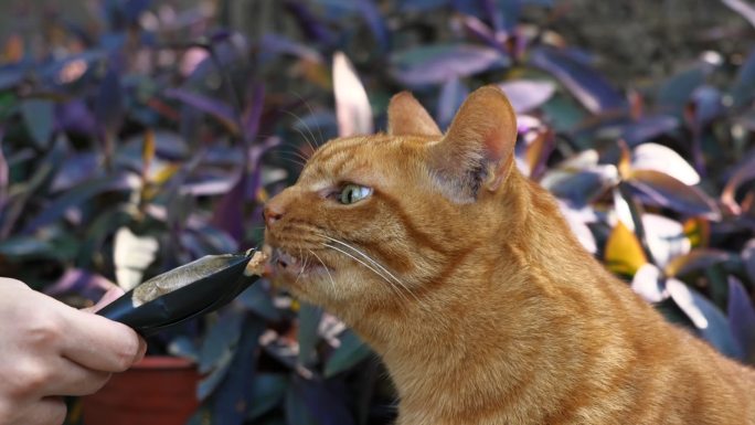 西园寺喂流浪猫吃东西升格