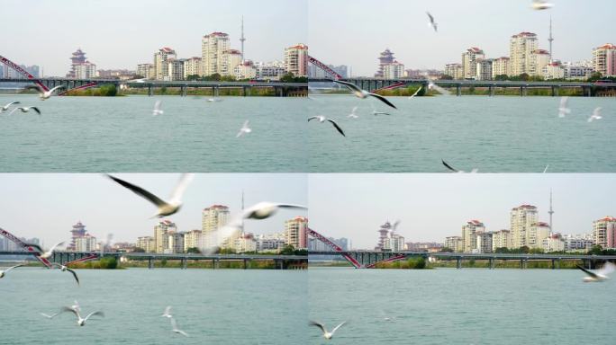 冬季四川绵阳三江半岛过冬的红嘴鸥