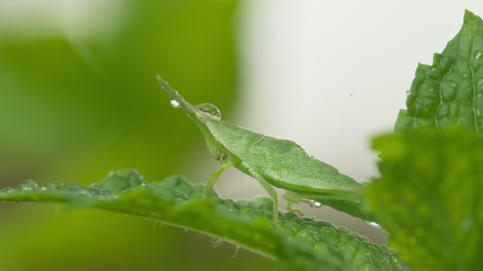 春天下雨薄荷叶短额负蝗虫