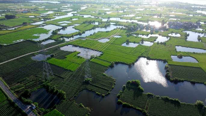 4K航拍智慧农田 水稻种植基地