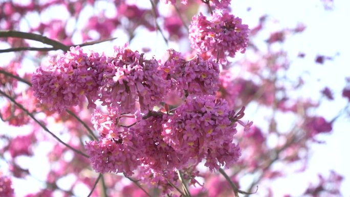 阳光明媚的春天微风拂过粉色风铃木