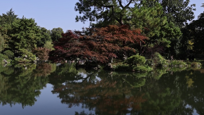 中国杭州西湖花港观鱼枫树红枫