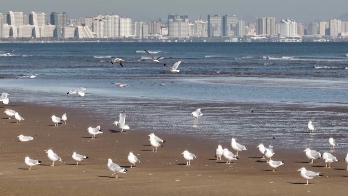 大海海鸥漫天飞舞