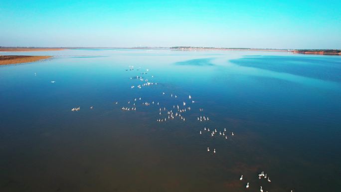天鹅群聚集在鄱阳湖区