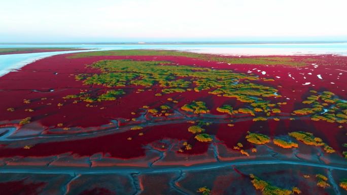 4K湿地辽河口盘锦红海滩丹顶鹤色彩红色