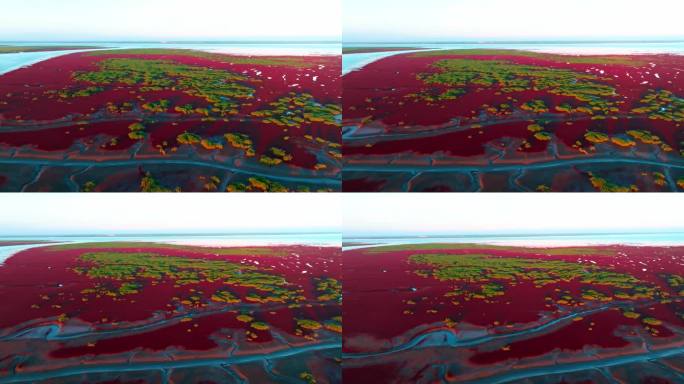 4K湿地辽河口盘锦红海滩丹顶鹤色彩红色