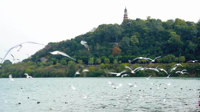 四川绵阳三江半岛的红嘴鸥与南山公园南塔