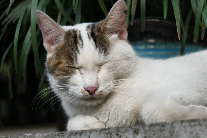 苏州西园寺流浪猫打盹特写