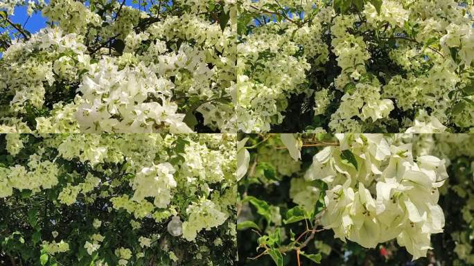 白色玫瑰花三角梅花瓣鲜花娇艳欲滴娇嫩白花