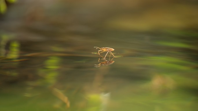 夏天水面水黾水蜘蛛水猛昆虫