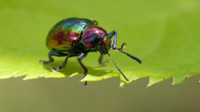 春天植物昆虫绿缘扁角甲虫
