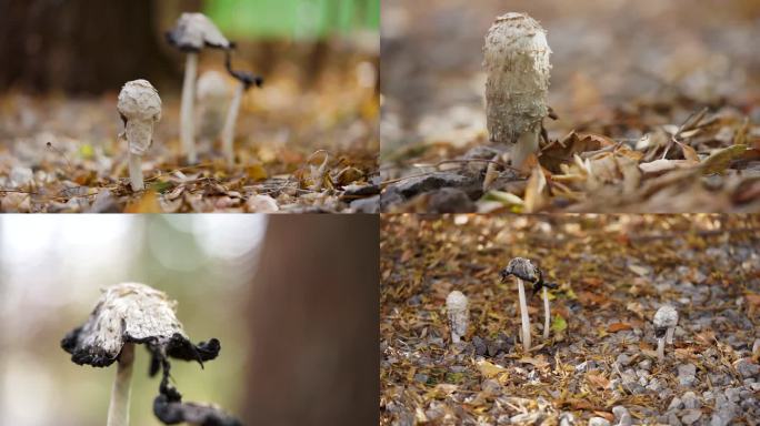 蘑菇鸡腿菇野蘑菇