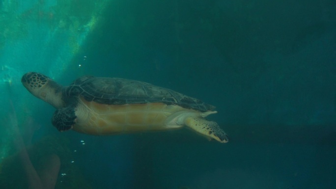 4K动物大海龟实拍视频