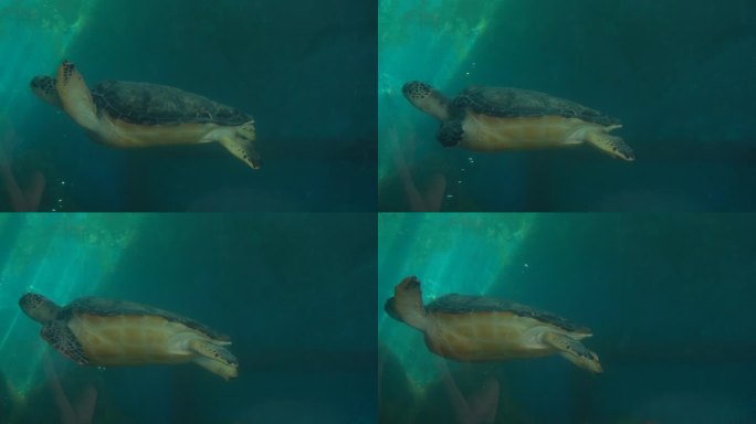 4K动物大海龟实拍视频