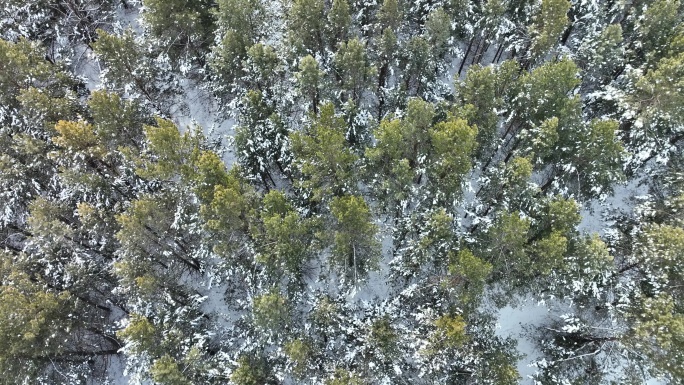 俯拍冬天雪野绿色森林