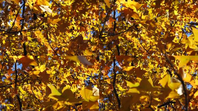 茂密的金黄色树叶随风摆动空镜素材