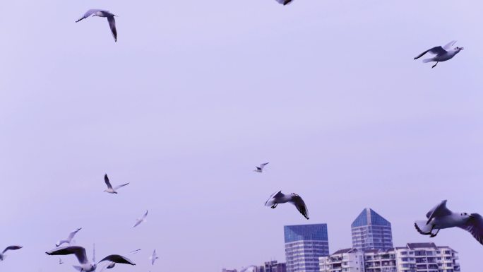 冬季四川绵阳三江半岛过冬的红嘴鸥