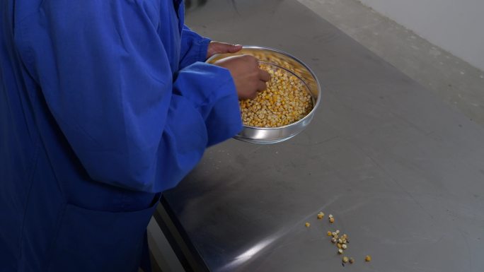 农业试验室筛选玉米种子