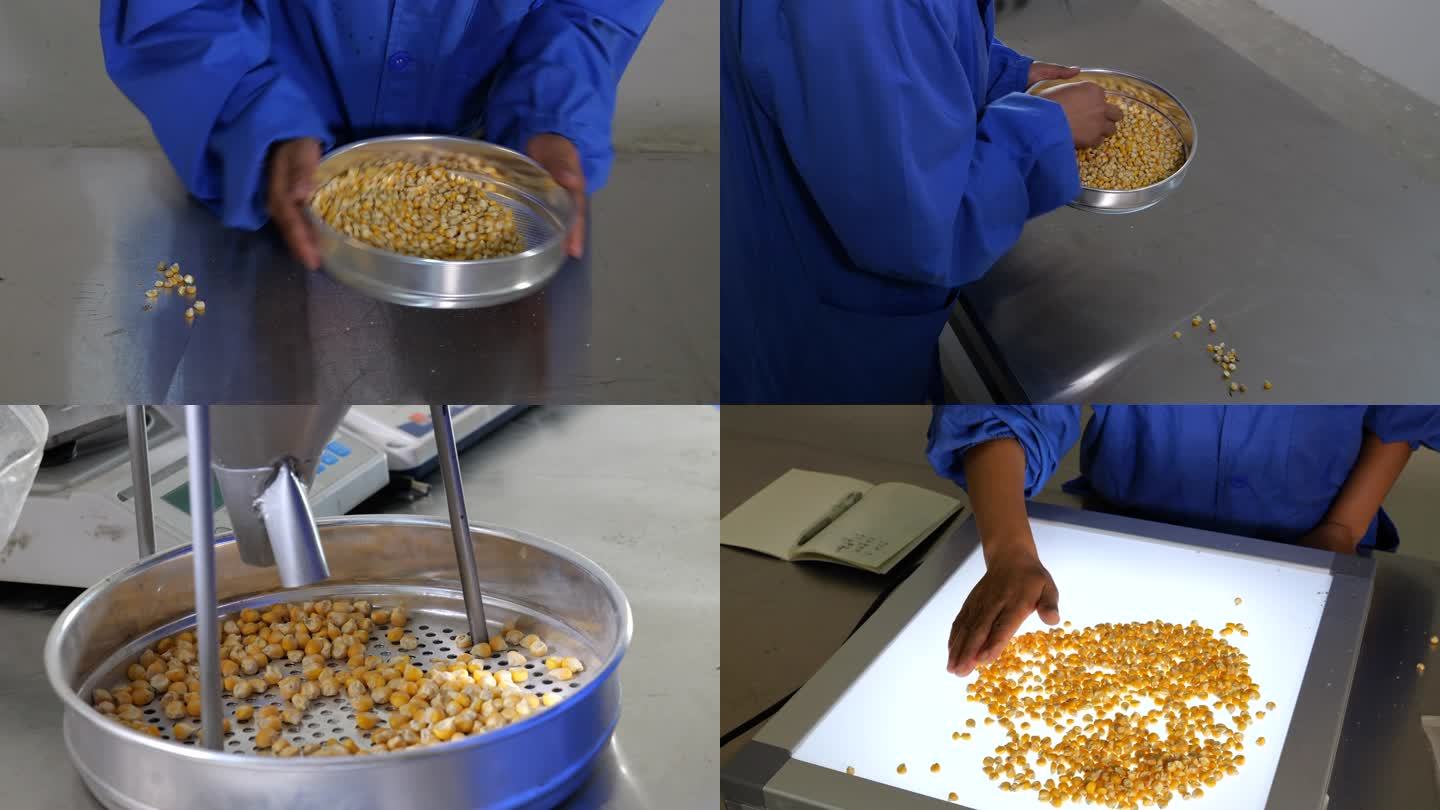 农业试验室筛选玉米种子