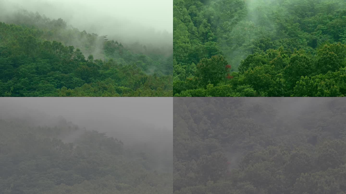 大自然雨景山林雾气
