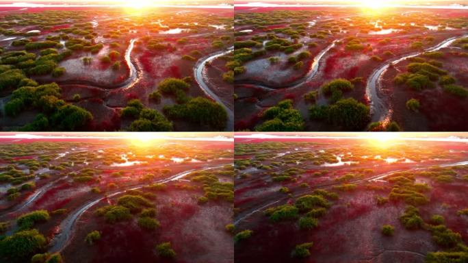 4K湿地辽河口盘锦红海滩丹顶鹤色彩红色