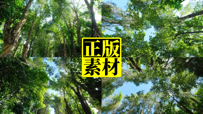 园林公园阳光树林间小路树荫林荫大道