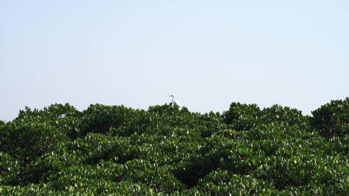 红树林湿地树上的白鹭