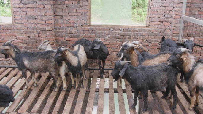T0705畜牧业养殖山羊