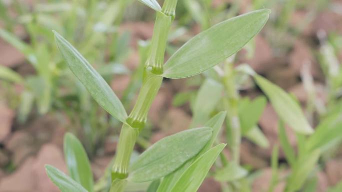 T0700铁皮石斛种植生产