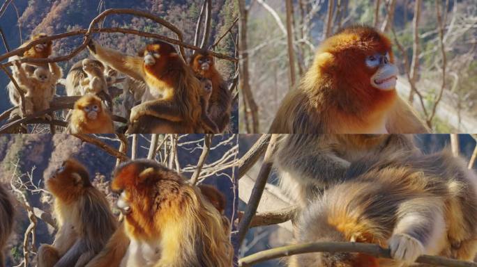 野生金丝猴 动物 川西 生态 猕猴 猴群