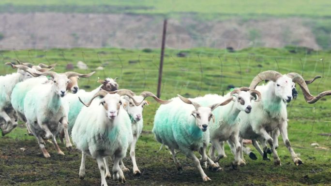 青海牧羊人羊群吃草羊群奔跑实拍高清素材