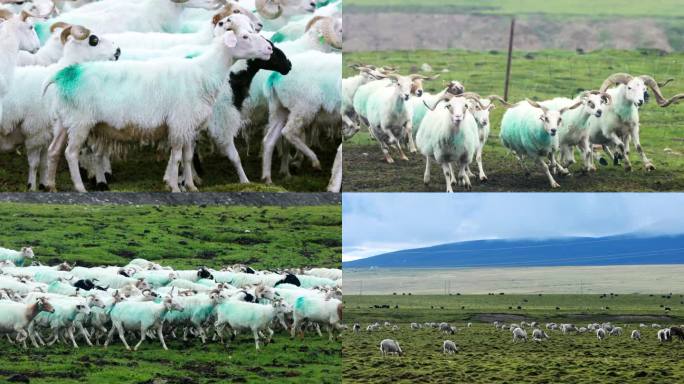 青海牧羊人羊群吃草羊群奔跑实拍高清素材