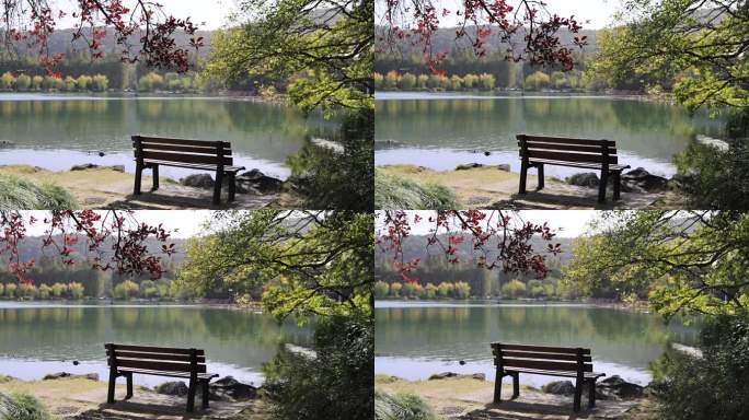 杭州西湖边的长椅 秋日氛围