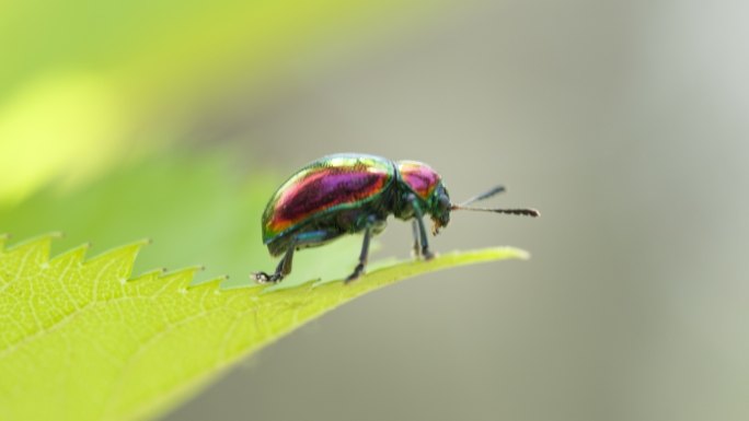 春天树叶昆虫绿缘扁角甲虫