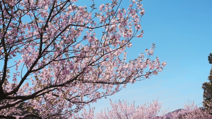 蓝天粉色樱花