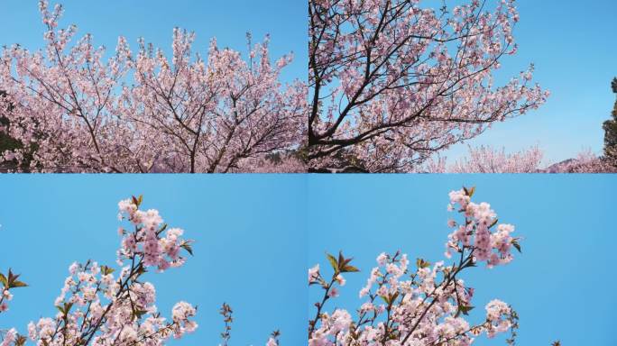 蓝天粉色樱花
