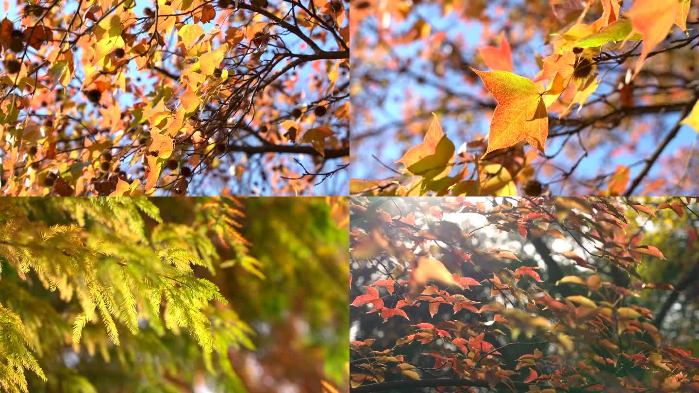 秋天树叶风景