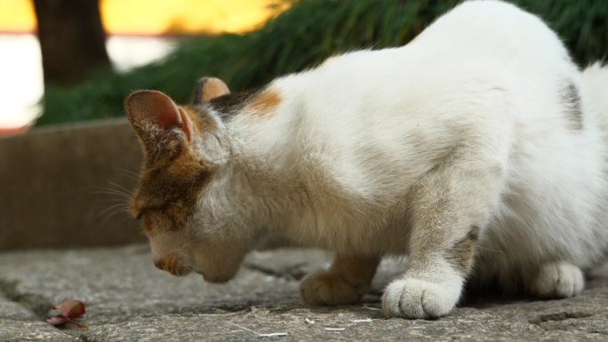 西园寺流浪猫吃东西升格