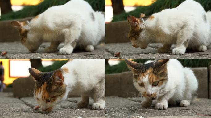 西园寺流浪猫吃东西升格