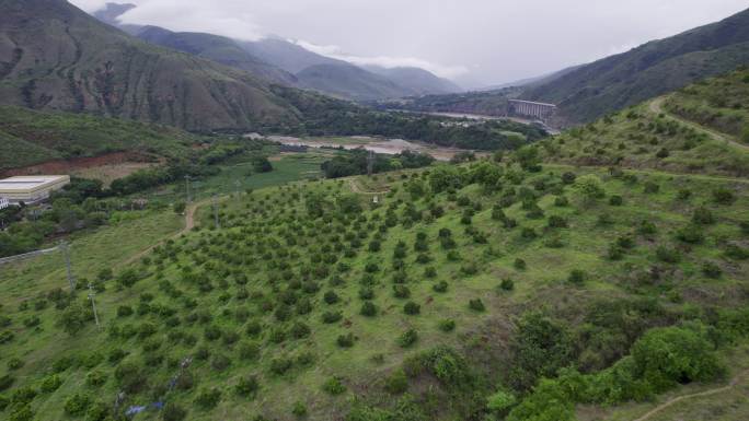 T0748莲雾种植基地