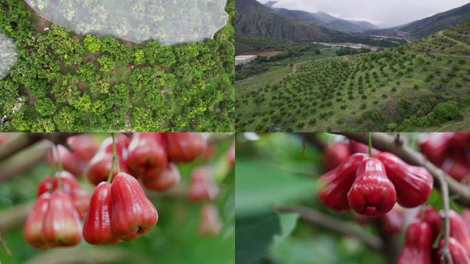 T0748莲雾种植基地